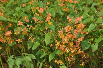 Epimedium x warleyense 'Orange Queen'