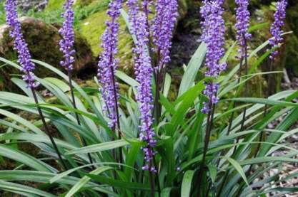 Liriope muscari'Moneymaker'