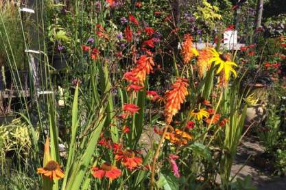 Kniphofia 'Incadensce'