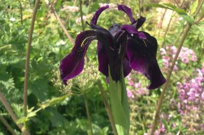 Iris chrysographes 'Black Form'