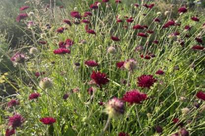 Knautia 'Bernardii'