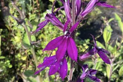 Lobelia x speciosa 'Hadspen Purple'