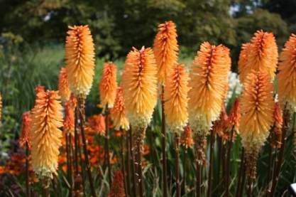 Kniphofia 'Tawney King'