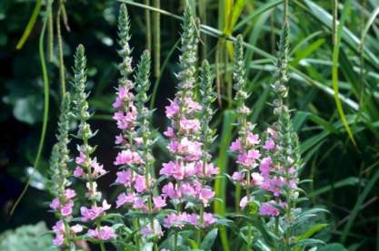 Lythrum salicaria 'Blush'