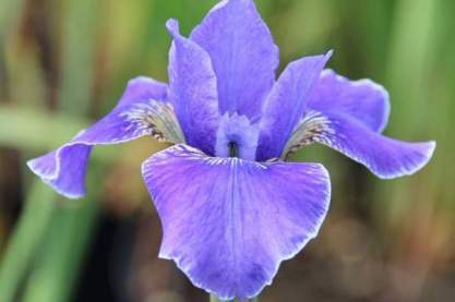 Iris siberica 'Silver Edge'