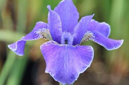 Iris siberica 'Silver Edge'