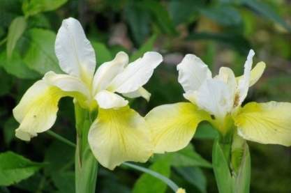 Iris sibirica 'Butter and Sugar'