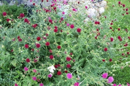 Knautia macedonica