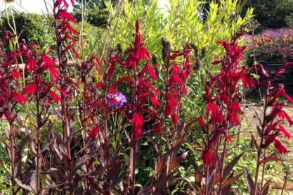 Lobelia 'Dark Crussader' Lobelia 'Dark Crussader'