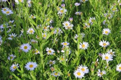 Kalimeris ' Blue Star'
