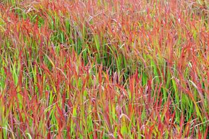 Imperata cyl 'Red Baron