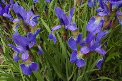 Iris sibirica 'Perrys Blue'