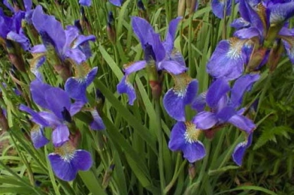 Iris sibirica 'Perrys Blue' Iris sibirica 'Perrys Blue'