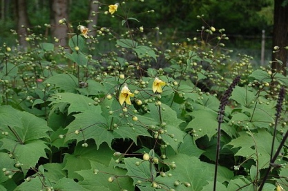 Kirengeshoma palmata