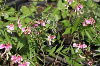 Lathyrus vernus 'Rosea'