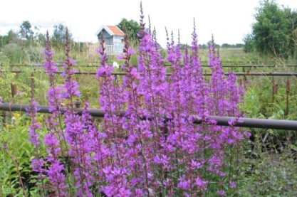 Lythrum virgatum ' Dropmore Purple'