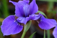Iris siberica 'Blue Reverie'