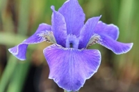 Iris siberica 'Silver Edge'