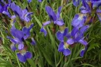 Iris sibirica 'Perrys Blue'