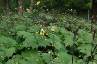 Kirengeshoma palmata