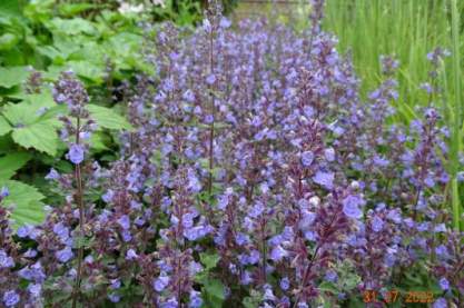 Nepeta 'Pursian Blue'