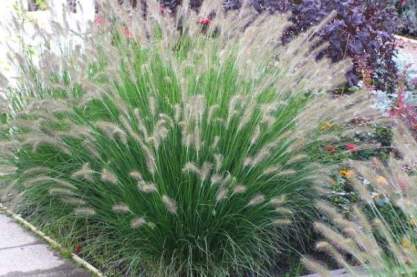 Pennisetum alopecuroides 'Hameln'