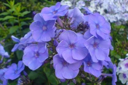 Phlox paniculata 'Sweet Summer Ocean'