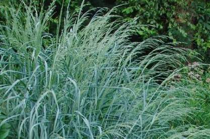 Panicum amarum 'Dewey BLue'