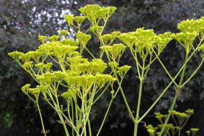 Patrinia scabiosifolia