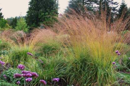 Molinia arundinacae 'Cordoba'