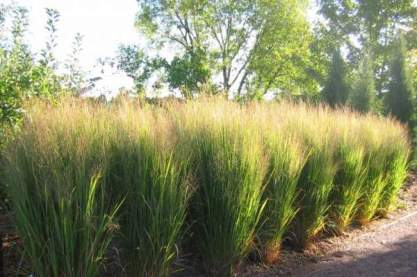 Panicum 'Northwind'