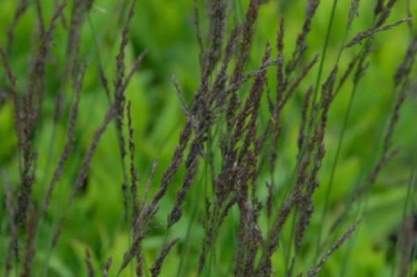 Molinia caerulea 'Moorhexe'