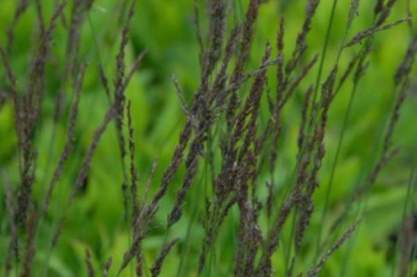 Molinia caerulea 'Moorhexe'