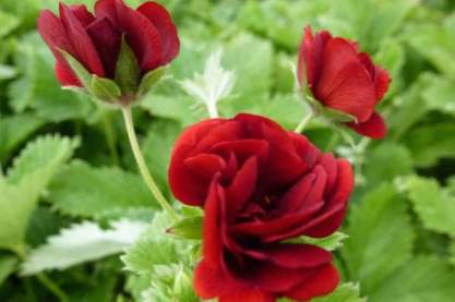 Potentilla Flamboyant'