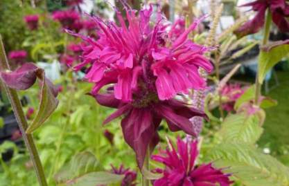 Monarda 'Kardinal' Monarda 'Kardinal'