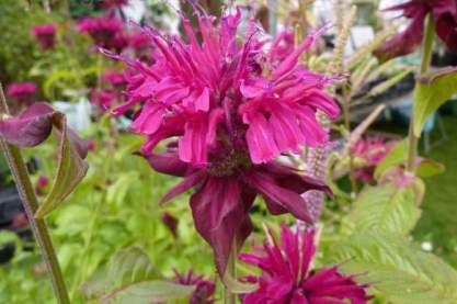 Monarda 'Kardinal'