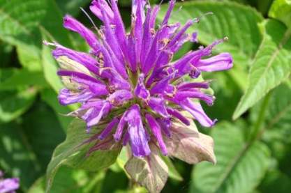 Monarda 'Bee-Pure'