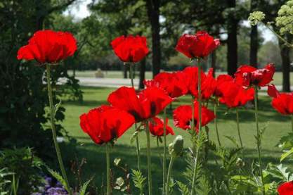 Papaver 'Beauty of Livermère'