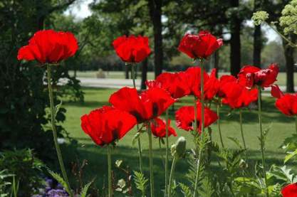 Papaver 'Beauty of Livermère'