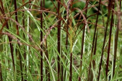 Miscanthus 'Sarengeti'