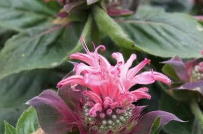 Monarda 'Bee Lieve'