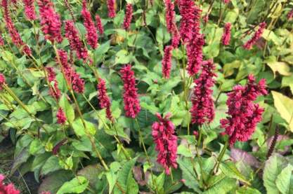 Persicaria ampl. 'Bonfire'