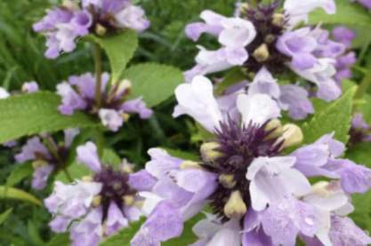 Nepeta sub. 'Sweet Dreams'