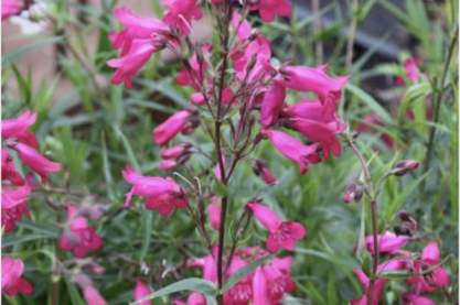 Penstemon 'Garnet'