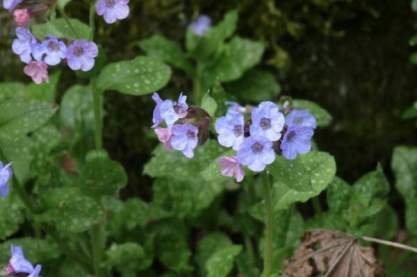 Pulmonaria 'Opal'