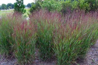 Panicum virgatum 'Kurt Bluemel'