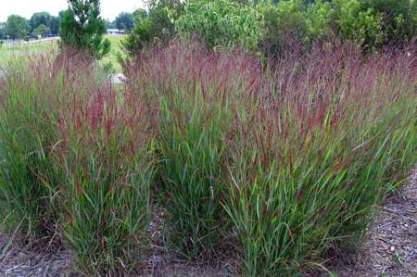 Panicum virgatum 'Kurt Bluemel'