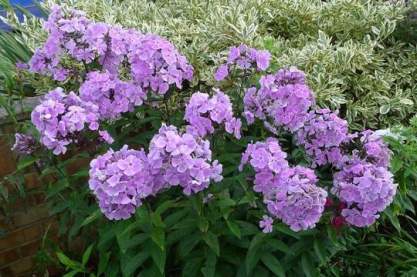 Phlox paniculata 'Franz Schubert'