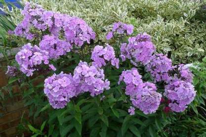 Phlox paniculata 'Franz Schubert'