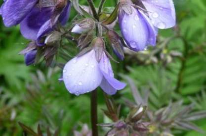 Polemonium 'Bressingham Purple'